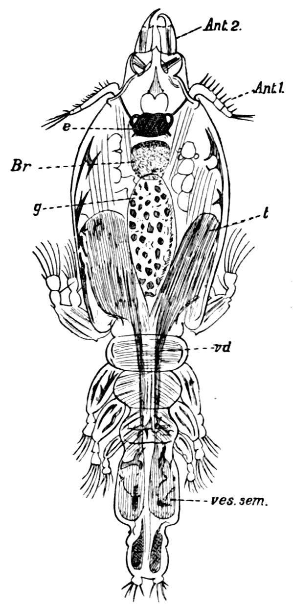 The Cambridge Natural History, Vol. 4 of 10 | Project Gutenberg