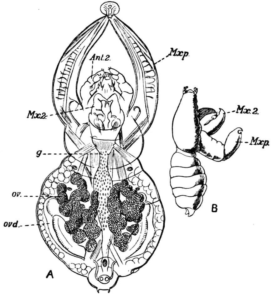 The Cambridge Natural History, Vol. 4 of 10 | Project Gutenberg