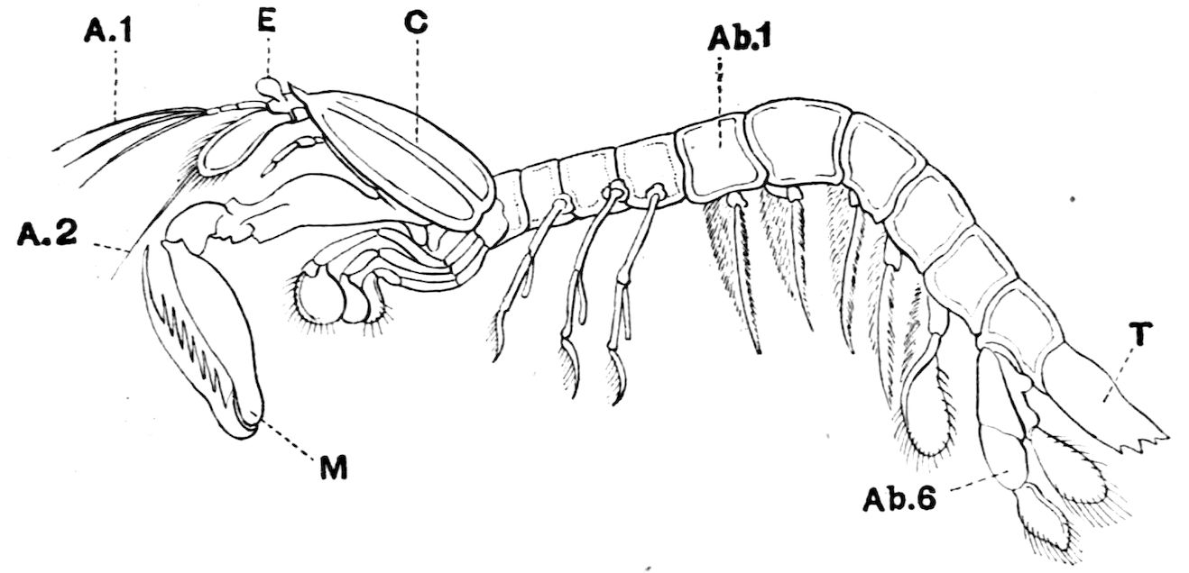 The Cambridge Natural History, Vol. 4 of 10 | Project Gutenberg