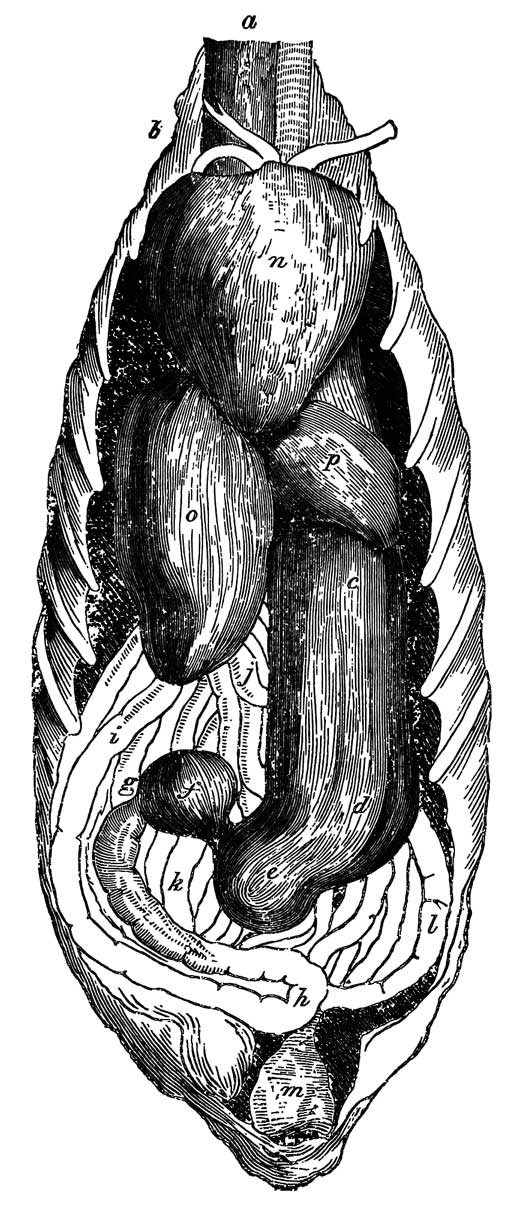 Digestive Organs of <i>Pelecanus Americanus</i>