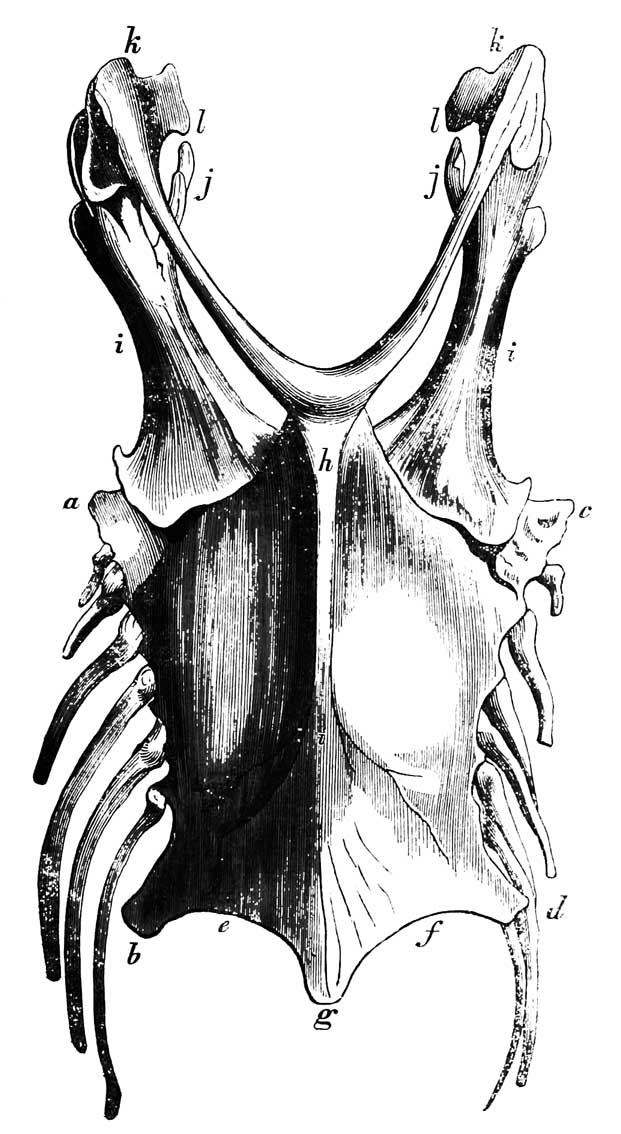 Sternum of <i>Pelecanus Americanus</i>