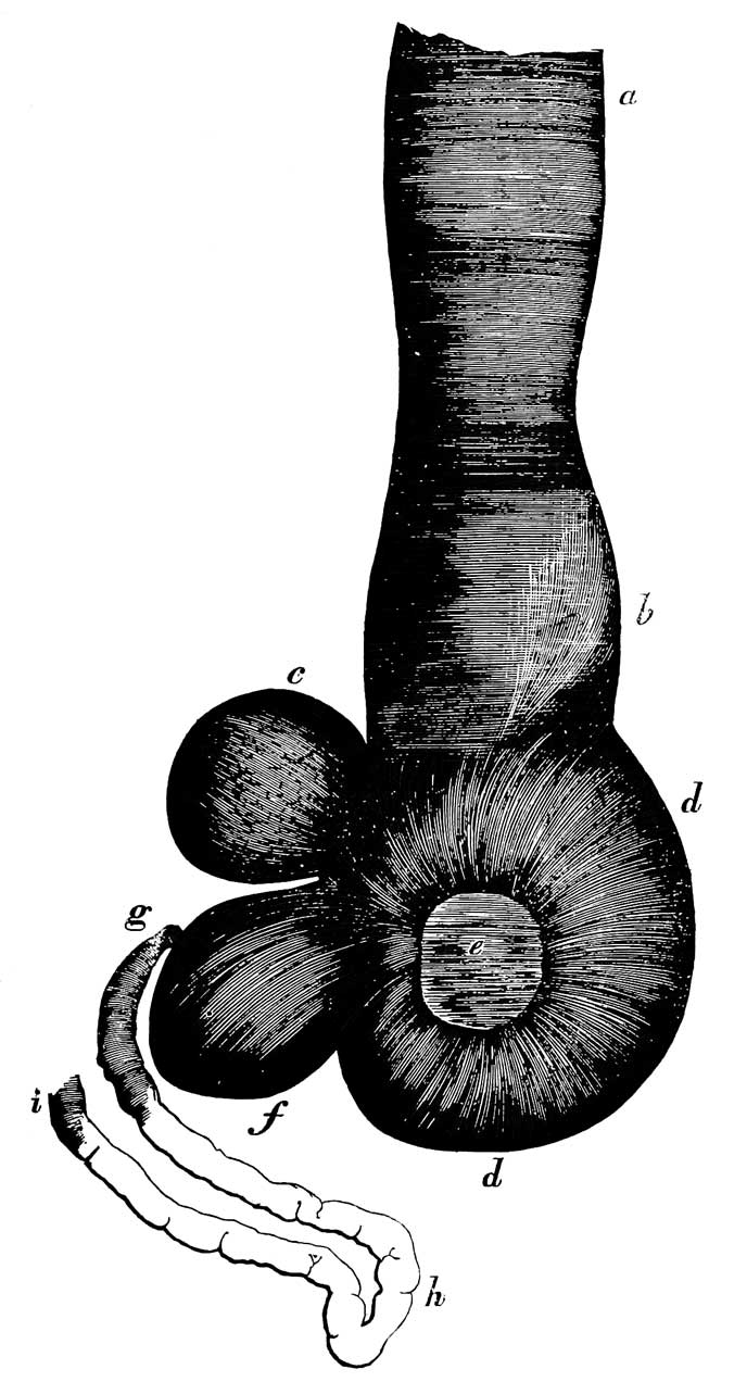 Stomach and proventriculus of <i>Plotus Anhinga</i>