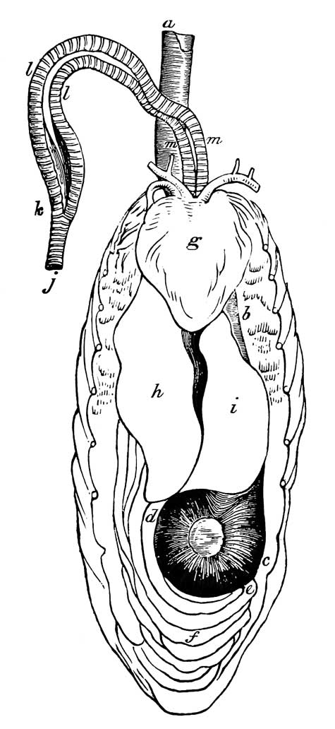Trachea and stomach of <i>Platalea Ajaja</i>