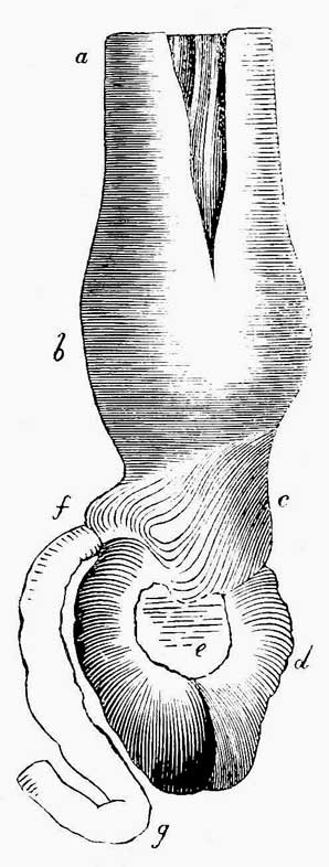 Stomach and proventriculus of <i>Rhynchops nigra</i>