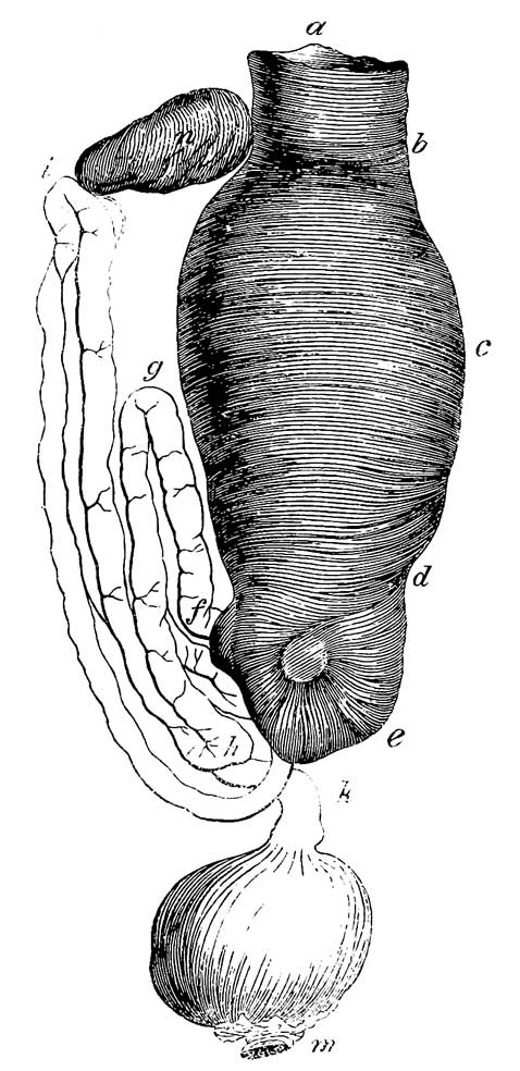 Stomach, proventriculus, and intestine of <i>Sula alba</i>