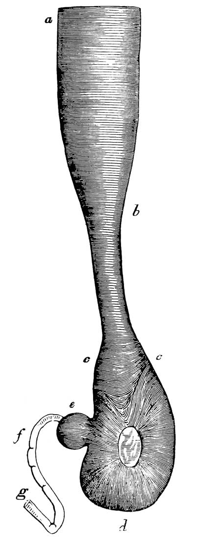 Stomach and œsophagus of <i>Ardea virescens</i>