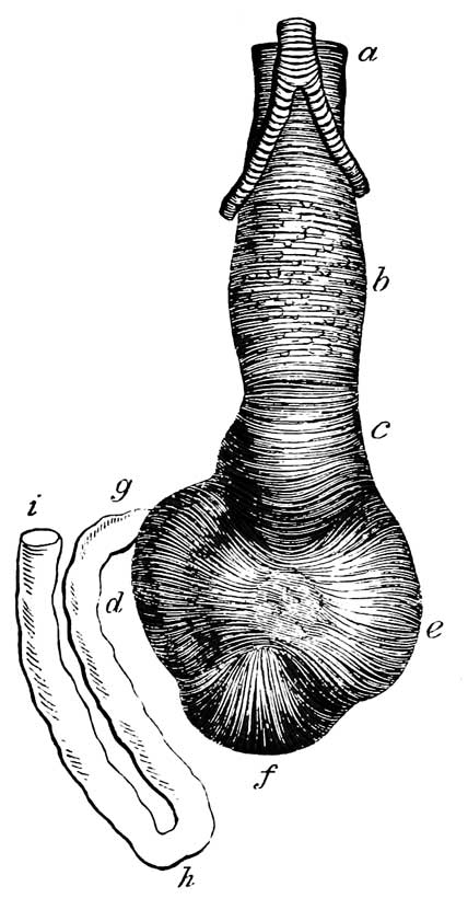 Stomach and proventriculus of <i>Charadrius helveticus</i>