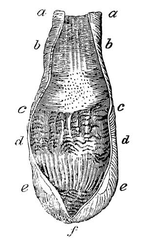 Stomach and proventriculus of <i>Uria Alle</i> opened