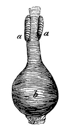 Cloaca and cœca of <i>Uria Alle</i>