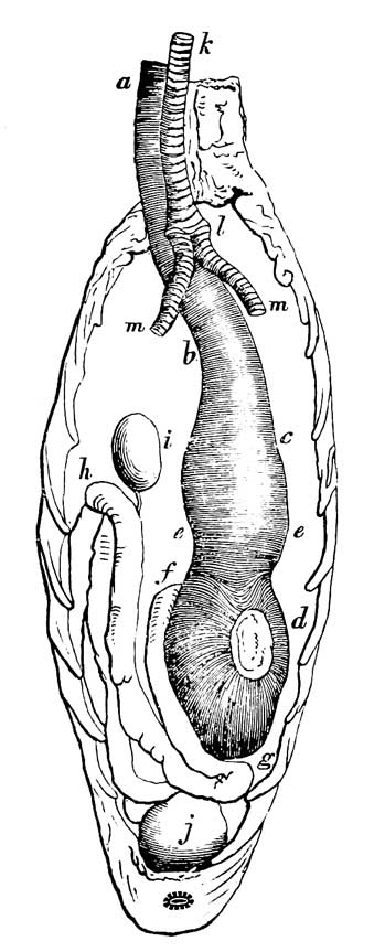 Digestive organs of <i>Uria Alle</i>