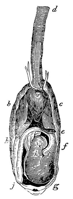 Digestive organs of <i>Thalassidroma pelagica</i>