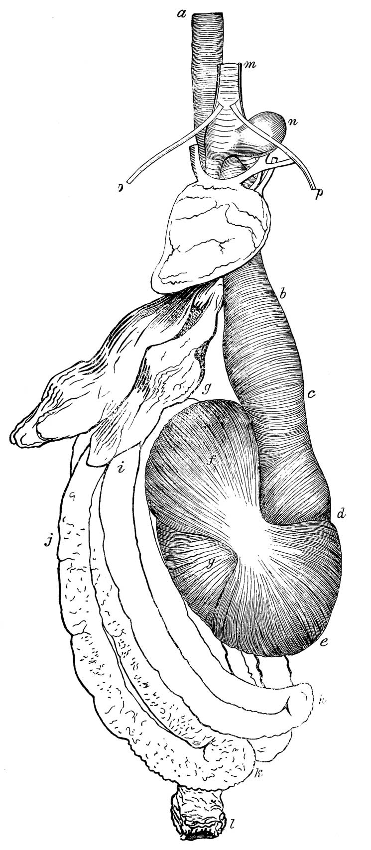 Digestive organs and inferior larynx of <i>Anas americana</i>