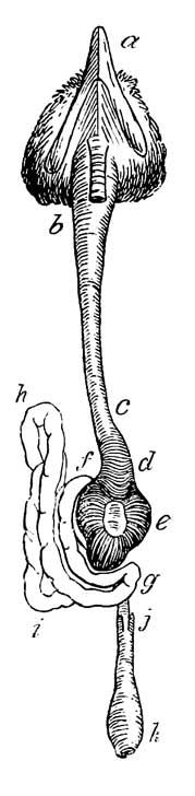 Digestive organs of <i>Parus atricapillus</i>
