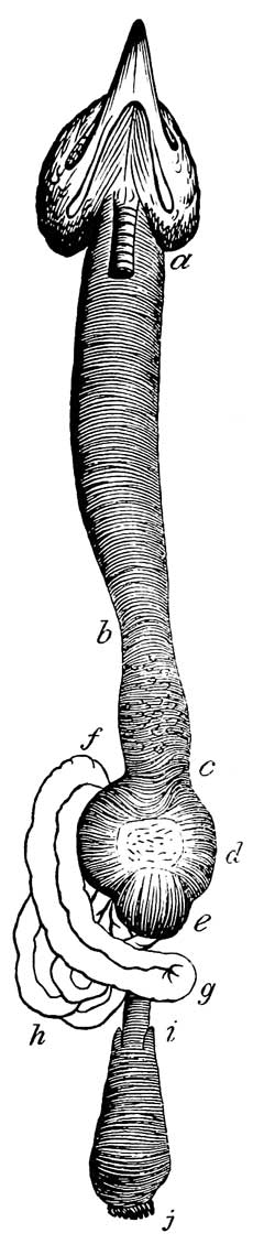 Digestive Organs of <i>Tanagra rubra</i>