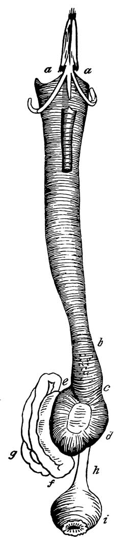 Digestive Organs of <i>Muscicapa verticalis</i>