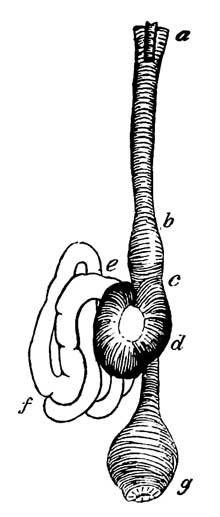 Digestive Organs of <i>Troglodytes hyemalis</i>