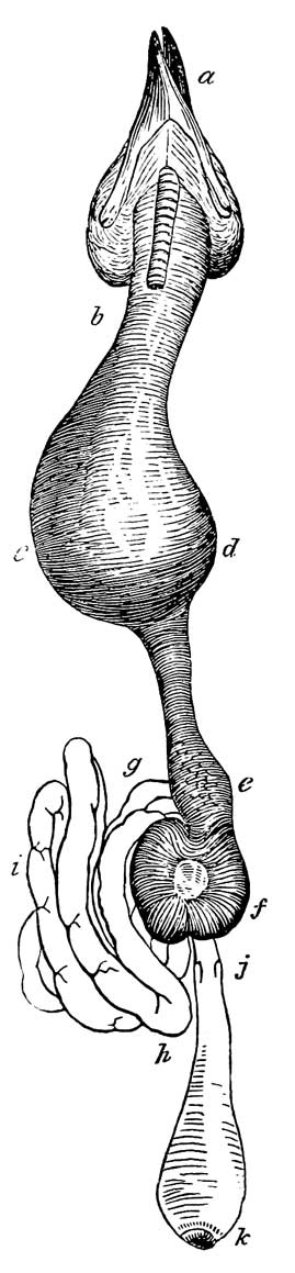 Digestive Organs of <i>Loxia leucoptera</i>