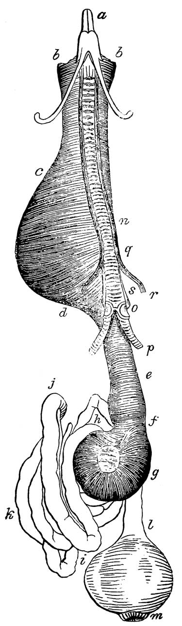 Digestive Organs of <i>Falco islandicus</i>