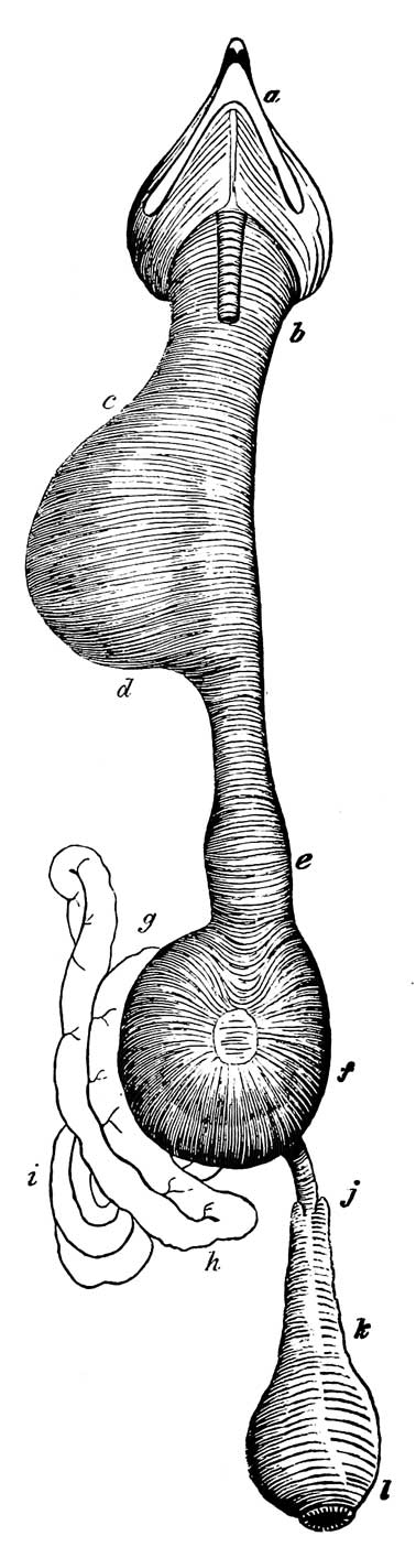 Digestive Organs of <i>Falco fuscus</i>