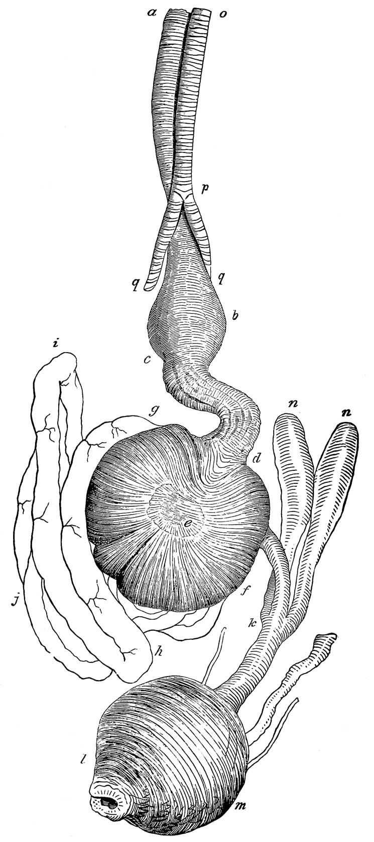 Digestive organs of <i>Aramus scolopaceus</i>