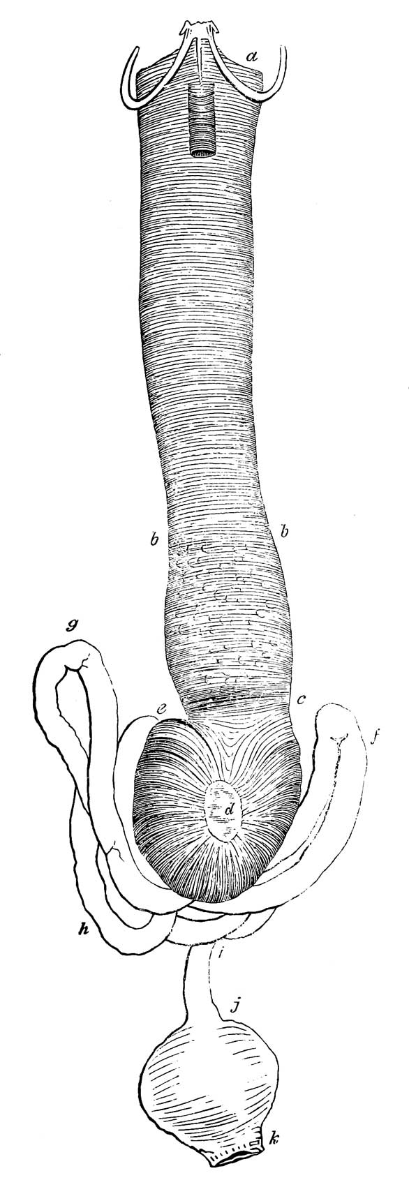 Digestive organs of <i>Strix funerea</i>