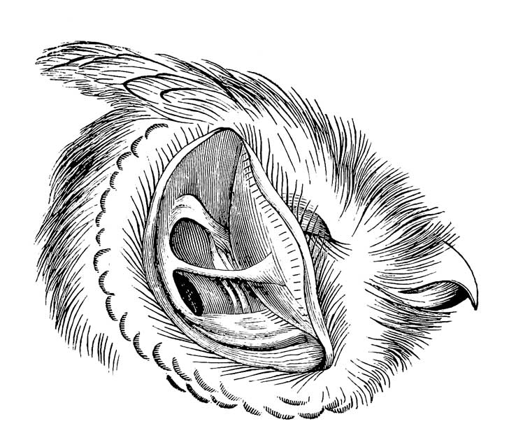 External ear of <i>Strix Otus</i>