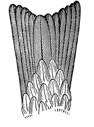 Tail of <i>Hirundo serripennis</i>
