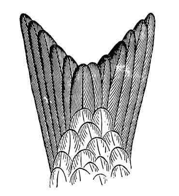 Tail of <i>Hirundo riparia</i>