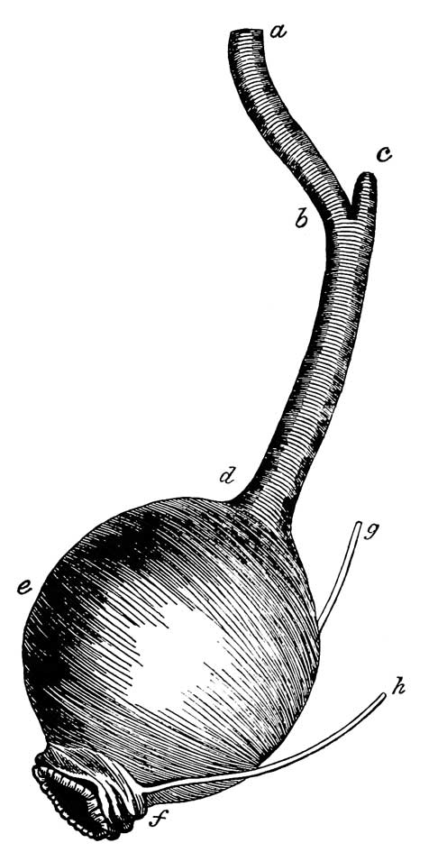 Cœcum and cloaca of <i>Ardea Egretta</i>