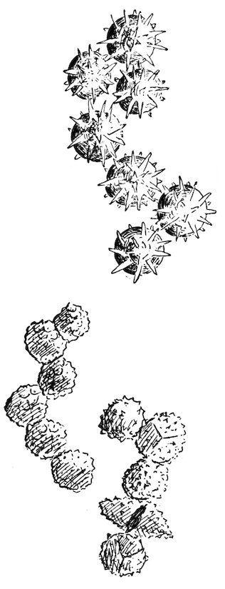 [Pollen]