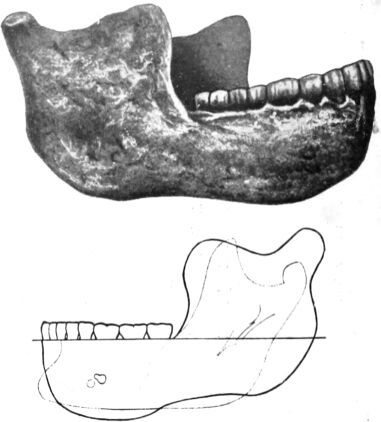 3. ábra. A maueri állkapocs (Homo heidelbergensis)