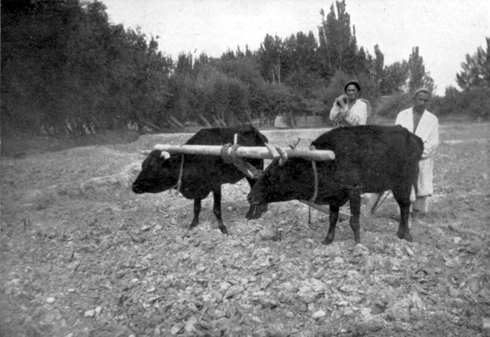 ploughing