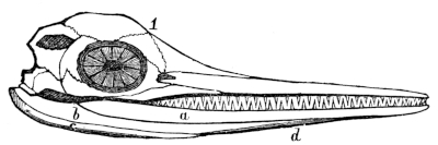 Jaws of Ichthyosaurus