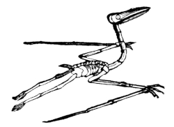 Pterodactyle skeleton