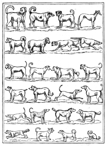 Varieties of dogs