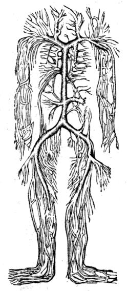 The veins