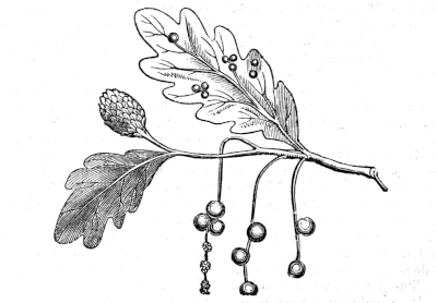Gall insects