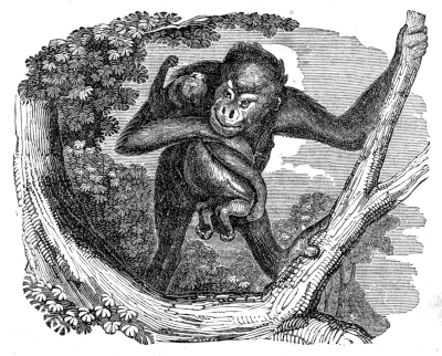 OrangOutang