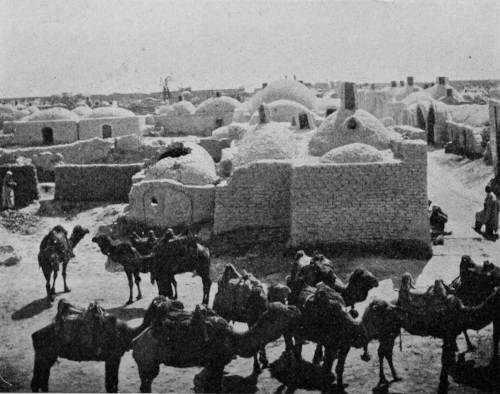 Camel bazaar
