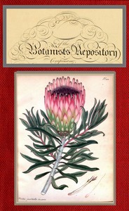 The botanist's repository for new and rare plants; vol. 7