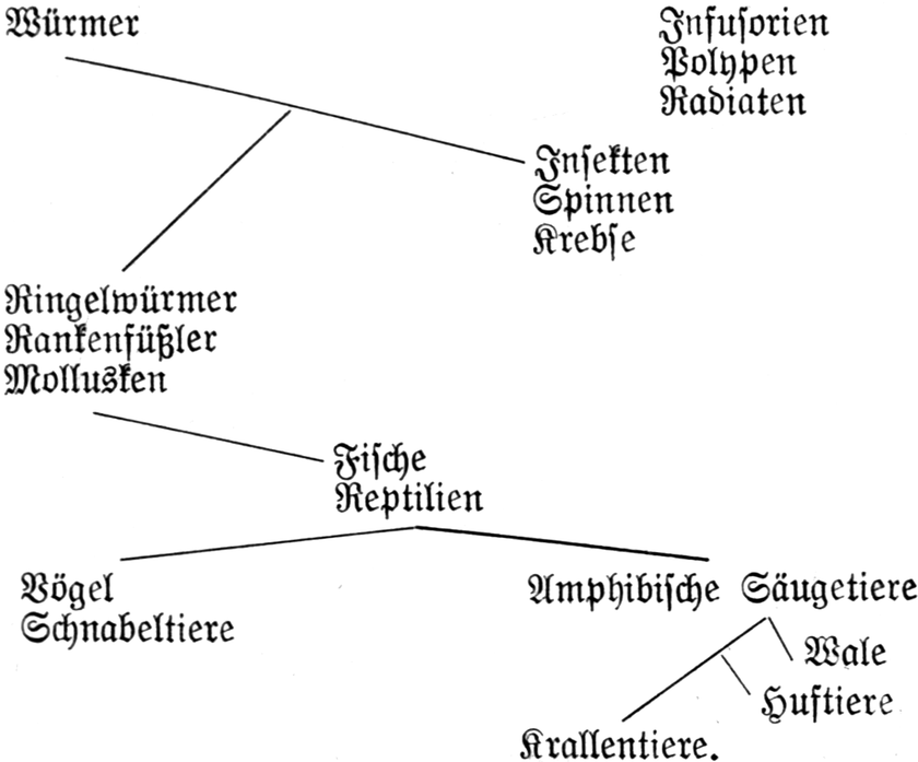 Abstammungstafel der Tiere nach Lamarck