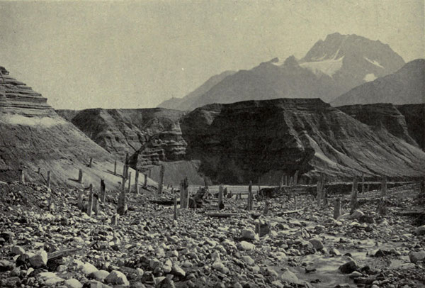 Ruins of Buried Forest, East Side of Muir Glacier