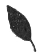 (Elliptic leaf)