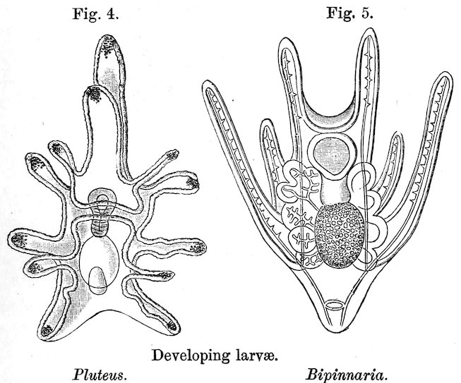 Fig. 4. <i>Pluteus.</i> Fig. 5. <i>Bipinnaria.</i> Developing larvæ.