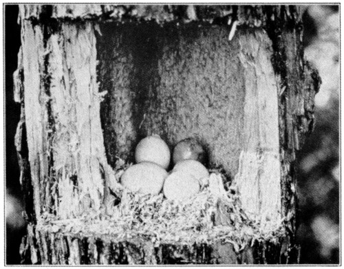 Eggs of Downy