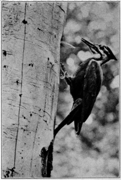 Northern Pileated
