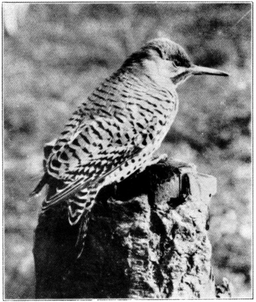 Red-shafted flicker