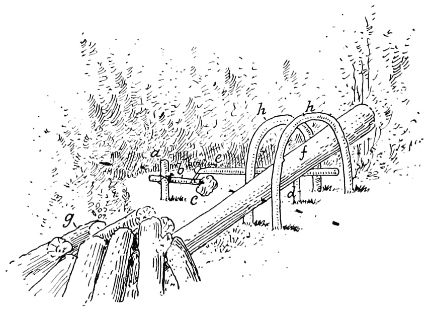 Fig. 5.—Diagram of marten deadfall.