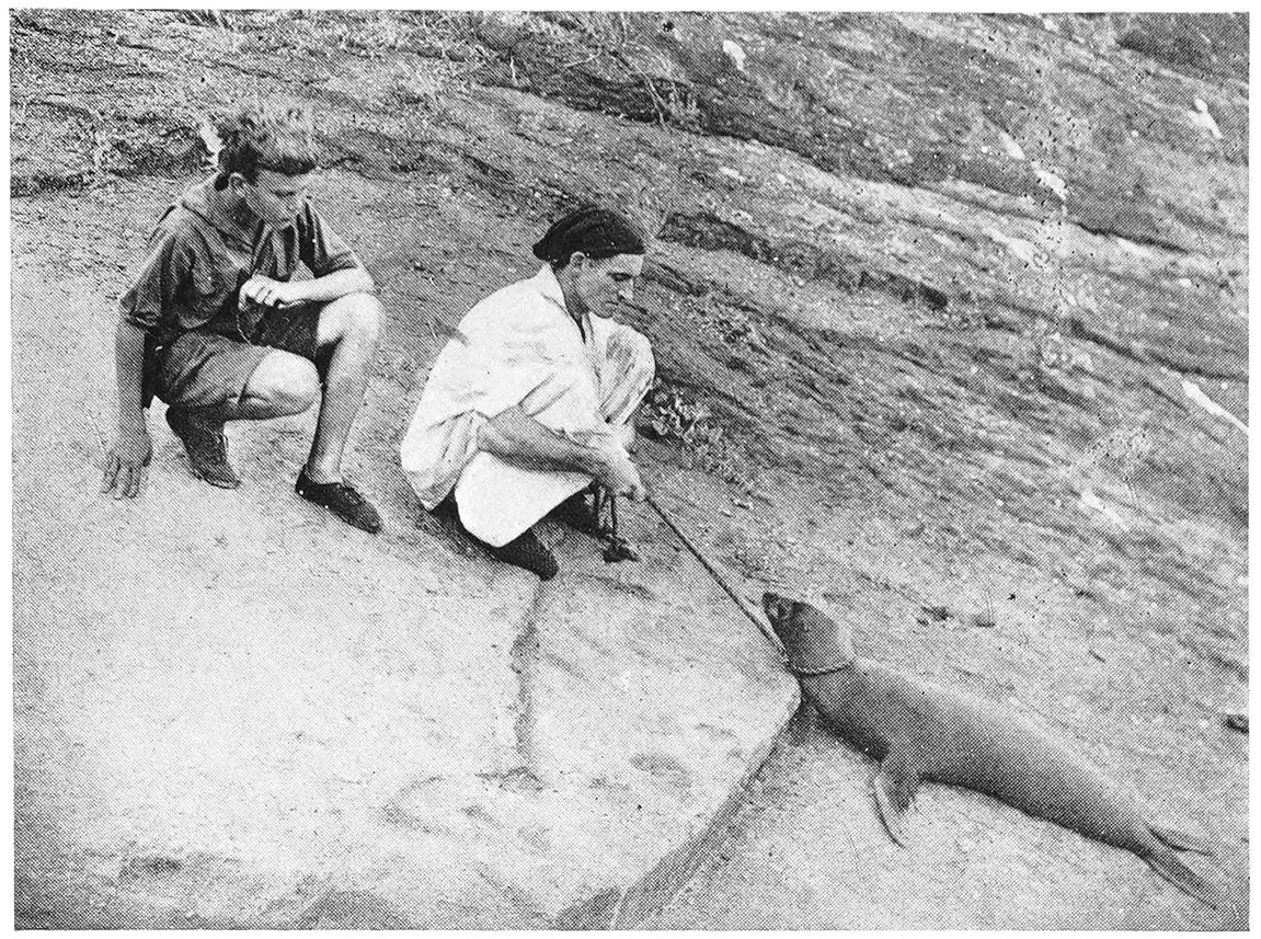 Reading from Left to Right, David, Don and Bozo, the Young Sea-Lion.