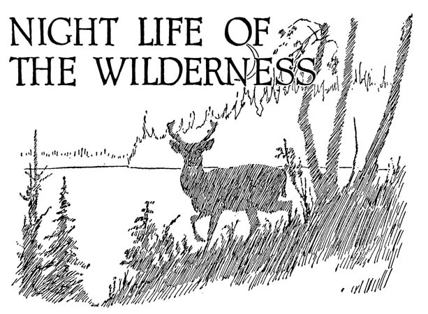 NIGHT LIFE OF THE WILDERNESS